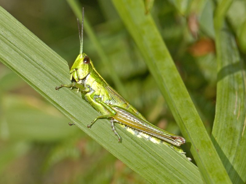 Una cavalletta verde: femmina di Euthystira brachyptera